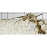 Spiderwood 38