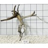 Spiderwood 39
