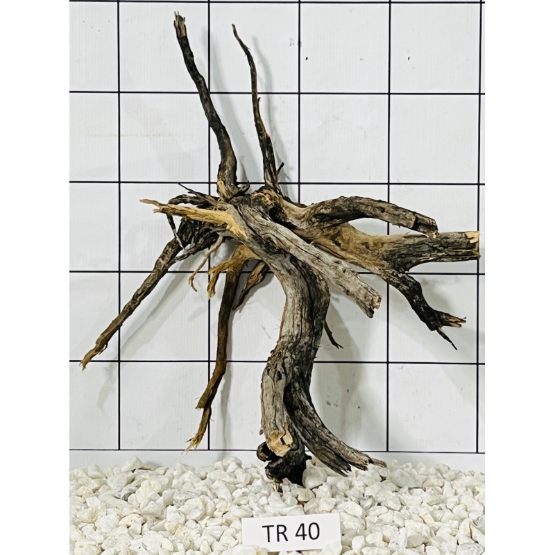 Spiderwood 40