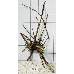 Spiderwood 41