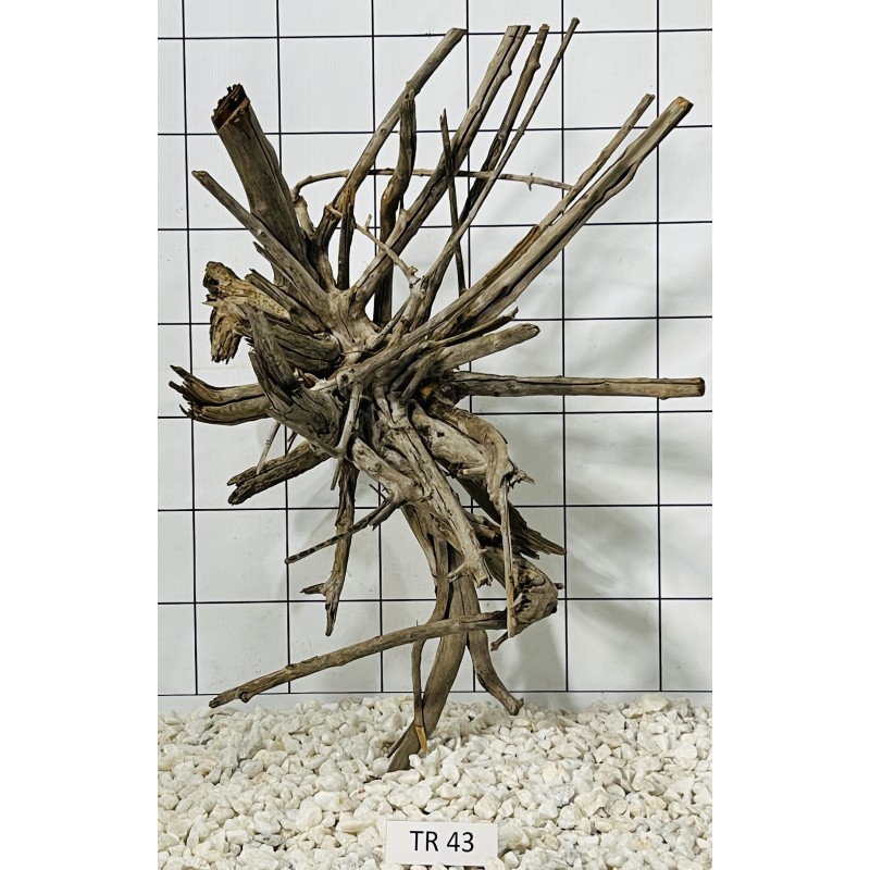 Spiderwood 43