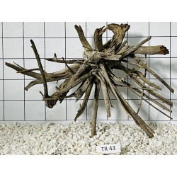 Spiderwood 43