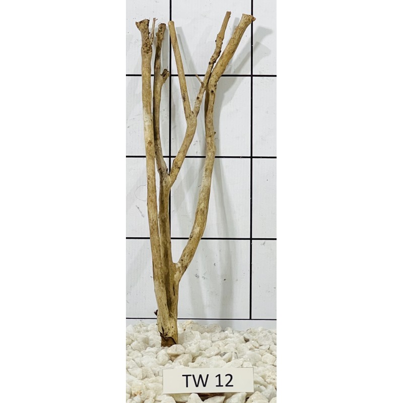 Talawawood 12
