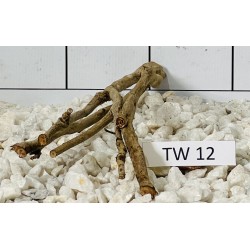 Talawawood 12
