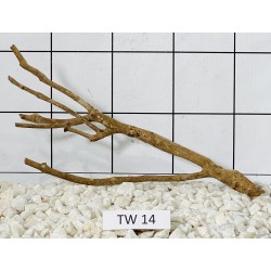 Talawawood 14