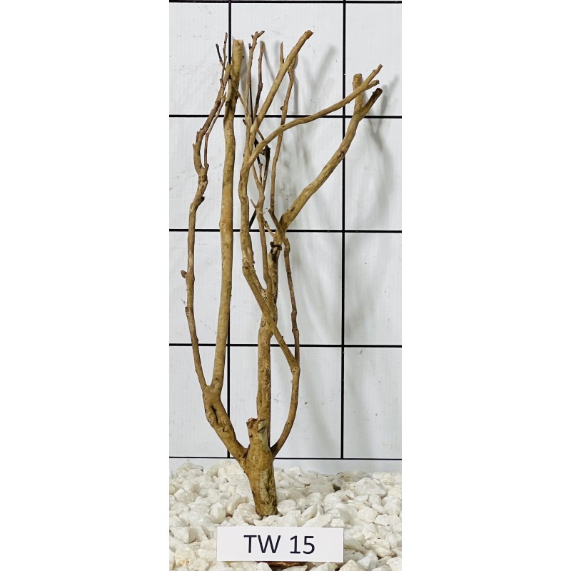 Talawawood 15