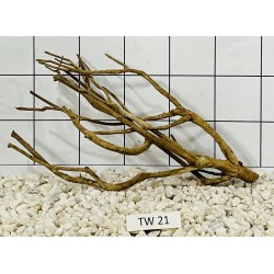 Talawawood 21