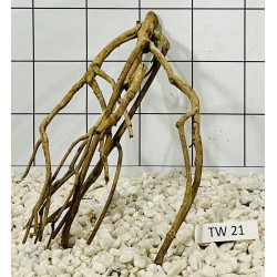 Talawawood 21