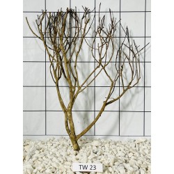 Talawawood 23